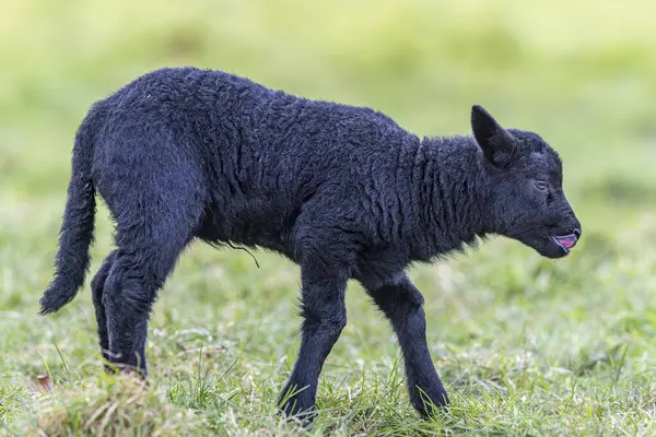 一幅迷人的侧面肖像 描绘了一只伸出舌头的黑羊羔的纯真和顽皮 这张可爱的照片展现了乡村小羊羔可爱的个性 — 图库照片