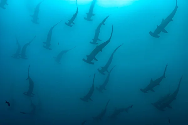 Impressive Underwater Silhouette Hammerhead Shark Shoal Galapagos Breathtaking Sight Marine — Stock Photo, Image