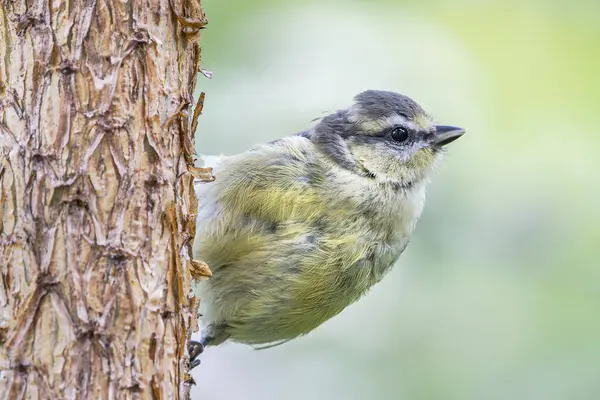 Fledgling Blue Tit Perched Scots Pine Showcasing Youthful Beauty Clean — Stockfoto