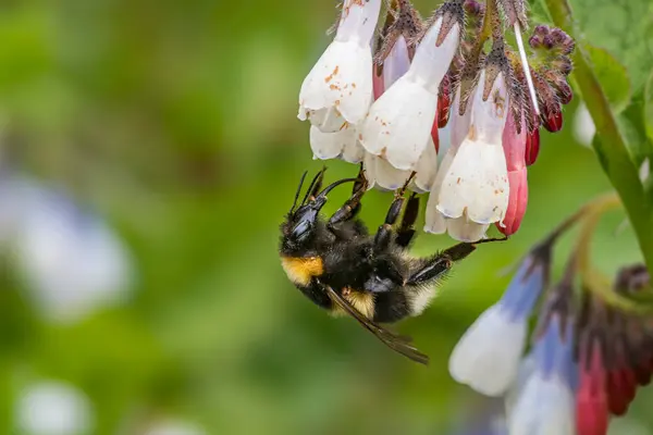 Close Garden Bumblebee Feeding Comfrey Flowers Lush Garden Devon England — Stock Photo, Image