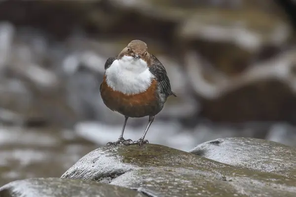 lose-up of a dipper bird looking directly into the camera, with a defocused rocky stream bed by the river Usk in Wales. Wildlife encounter in nature.