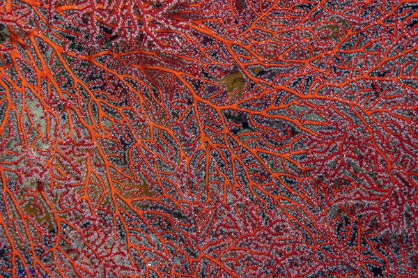 Eine Nahaufnahme Fängt Die Komplexe Schönheit Der Korallen Von Acabaria Stockbild