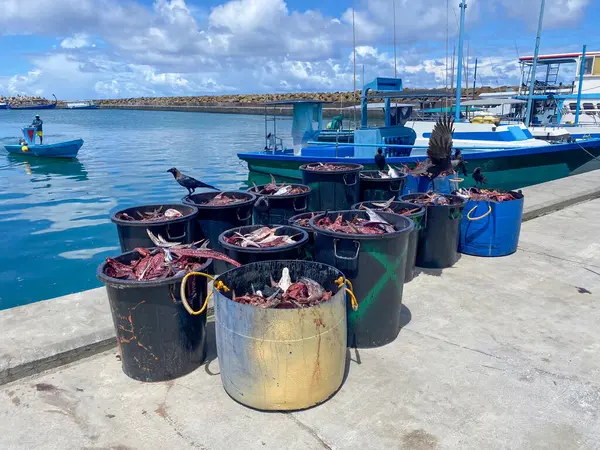 Eimer Mit Fischköpfen Hafen Von Fuvahmulah Auf Den Malediven Traditionelle lizenzfreie Stockfotos