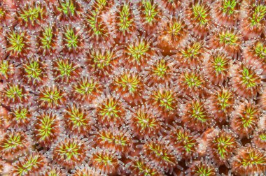 Çarpıcı bir arka plan, Sudan Kızıl Denizi 'nin canlı deniz ekosisteminde gelişen Galaksi poliplerinin parlak yeşil ve pembe renklerini sergiliyor..