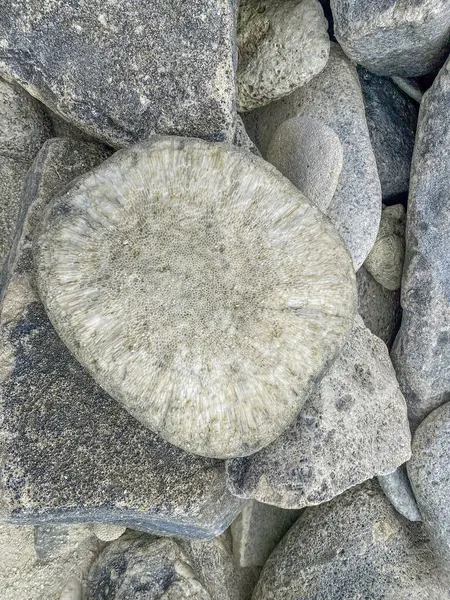 Robuste Schönheit Ein Stück Verwitterte Korallen Ruht Den Kieselstränden Von — Stockfoto