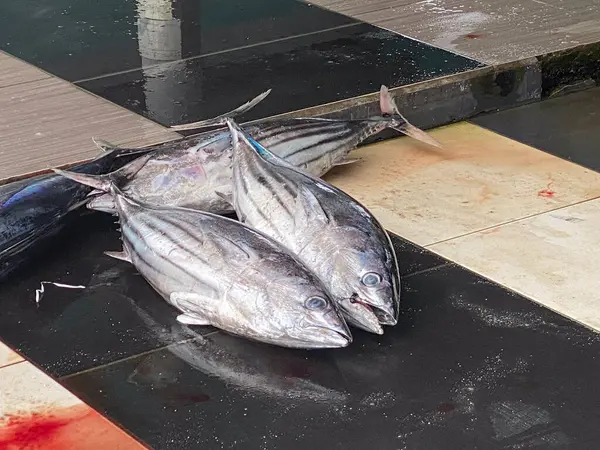 Lebendige Szene Verschiedener Fische Die Auf Dem Fischmarkt Von Fuvahmulah lizenzfreie Stockfotos