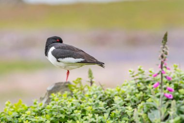 Bir istiridye toplayıcısının Galler 'in Skomer Adası' nda yüksükotu çiçekleri arasında dinlendiği huzurlu bir an..