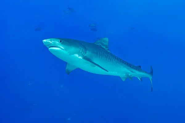 Ошеломляющая Тигровая Акула Изящно Перемещается Глубинам Океанских Вод Фувамуле Мальдивы — стоковое фото