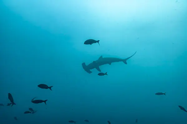 Majestoso Tubarão Martelo Desliza Graciosamente Através Das Profundezas Oceano Sua Imagens De Bancos De Imagens Sem Royalties