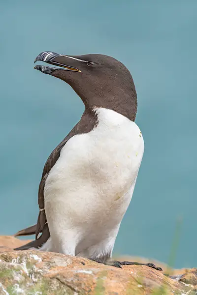 Nahaufnahme Porträt Eines Rasierklappernden Seevogels Auf Der Insel Skomer Mit Stockbild
