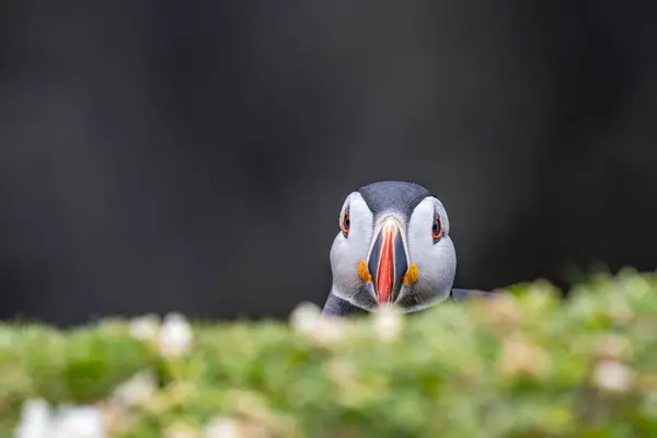 Neugierige Papageientaucher Gucken Hinter Seekampferblumen Auf Skomer Island Und Bieten lizenzfreie Stockbilder