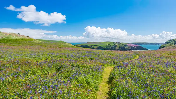 Landschaftlich Reizvoller Grasbewachsener Pfad Der Sich Durch Lebendige Blauglockenblumen Und Stockbild