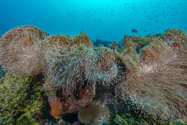 Ein Weitwinkelblick Auf Bunte Seeanemonen Die Reichen Marinen Ökosystem Von lizenzfreie Stockbilder