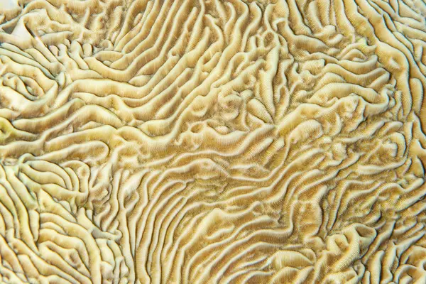 Detaillierte Aufnahme Die Das Komplizierte Rillenmuster Der Pachyseris Koralle Enthüllt Stockbild