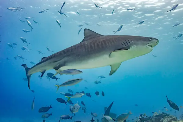Μια Εντυπωσιακή Πλευρά Του Προφίλ Ενός Καρχαρία Τίγρη Που Γλιστρά Εικόνα Αρχείου