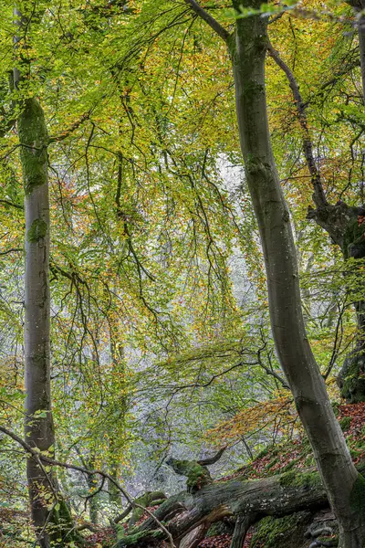 Lebhaftes Laub Von Buchen Herbst Llangynidr Wales Schafft Eine Malerische lizenzfreie Stockfotos