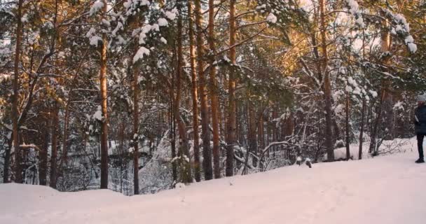 Randonnée Hivernale Images Couple Âge Moyen Marchant Long Une Forêt — Video