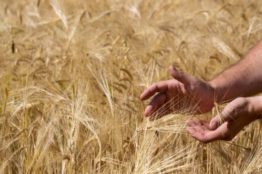 Erkek el, tarlada sıcak, yumuşak bir ışıkta kuru tahıl bitkilerini nazikçe okşuyor. Duygularla dolu bir tarım. Yakından erkek eli..