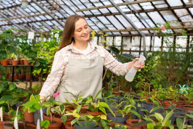 Serada çiçek sulayan genç bir kadın tohum yapraklarına su püskürtüyor. Eko hobi kavramı.