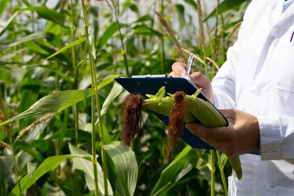 Genetically modified food as a solution to the problem of hunger. Close-up of a research-agronomists hands - he makes notes about the quality of the crop in a clipboard.