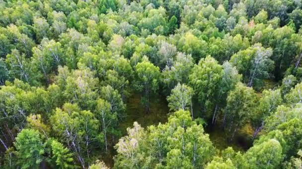 Drone Volando Sobre Las Copas Los Árboles Bosque Mixto Como — Vídeos de Stock
