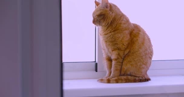 Czerwony Kot Siedzi Parapecie Materiał — Wideo stockowe