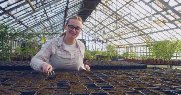 Young Woman Eyeglasses Loosens Soil Cells Planting Seeds Seedling Growing — Stock Video
