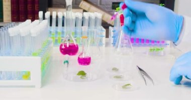Koruyucu eldivenli bir araştırmacının eli genetiği değiştirilmiş bir bitkinin yapraklarına kimyasal damlatıyor. Kimyasalların etkisi altındaki bitkilerin genetik mutasyonları üzerinde çalışıyorum. 4k görüntü.