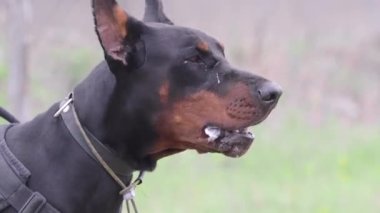 Köpek yetiştiricisi Doberman Pinscher, bölgeyi koruyor ve hırsıza havlıyor. Köpeklerin yüzüne yakından bak..