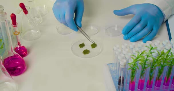 Badaczka Rękawiczce Ochronnej Układa Płatki Roślin Szalkach Petriego Badanie Koncepcyjne — Wideo stockowe