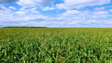 Kamera mısır tarlası boyunca hareket ediyor. Tarım sektöründe genetiği değiştirilmiş ürünlerin geliştirilmesi kavramı. 4k görüntü.