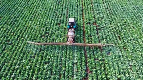 Luftaufnahme Eines Traktors Der Einem Kohlfeld Arbeitet Pestizidsprüher Traktor Arbeitet — Stockvideo
