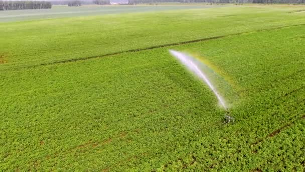Nawadnianie Roślin Wodą Chemikaliami Genetyczna Modyfikacja Roślin Jako Rozwiązanie Problemu — Wideo stockowe