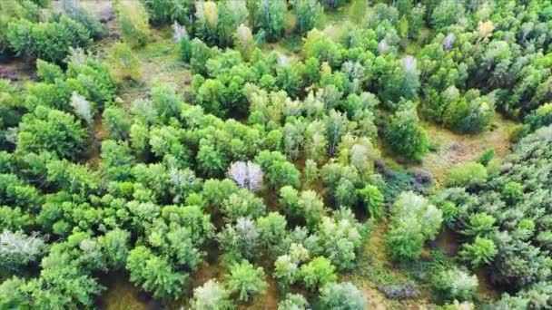 Drone Che Sorvola Cime Degli Alberi Foresta Mista Come Base — Video Stock