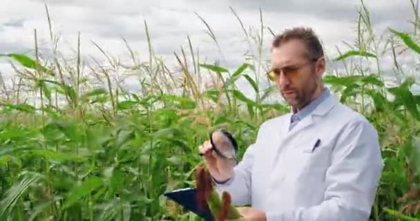 農学者の研究者がトウモロコシ畑に立ち 虫眼鏡でトウモロコシの穂軸を調べます 遺伝子組み換え食品や植物の分野での研究 4K映像 — ストック動画