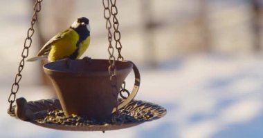 The tit, Parus major, eats seeds from the feeder in winter. Close-up slow motion 4k footage.