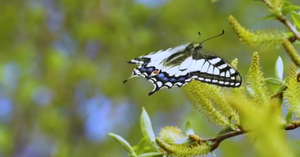 Papilio Machaon Hirondelle Ancien Monde Papillon Famille Des Papilionidae Images — Video