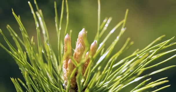 Frühlingstriebe Der Kiefer Pinus Sylvestris Mit Jungen Gelben Nadelzapfen Die — Stockvideo