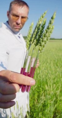 Sahadaki bir tarım mühendisi kameranın önünde test tüplerinde yeşil kulaklar gösteriyor. Açlık sorununa çözüm olarak genetiği değiştirilmiş gıdalar. Dikey 4k görüntü.