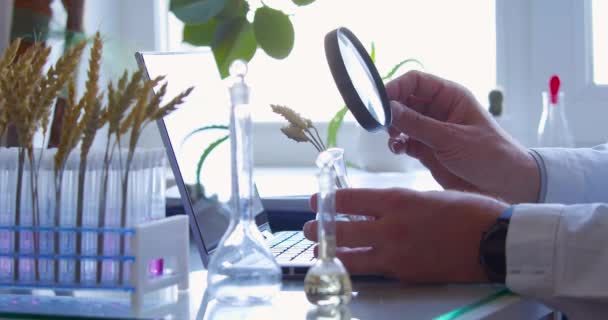实验室的农艺学家 研究人员用放大镜检查小麦的耳朵 转基因食品和植物领域的研究 4K镜头 — 图库视频影像