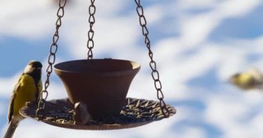 Few tit, Parus major, eating seeds from the feeder in winter. Close-up slow motion 4k footage.