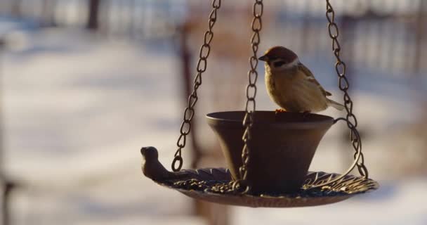 Winter Feeding Small Birds Several Titmouses Sparrows Fly Feeder Eat — 비디오