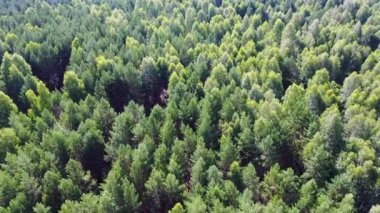 Sisli yeşil çam kozalaklı ormanın üzerinde İHA uçuşu. Yazın gün batımında yeşil çam kozalaklı ormanın havadan görünüşü. Hava 4k görüntüsü.