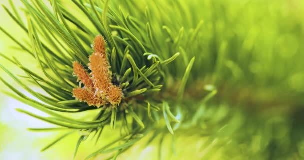 松の木 ピヌス シルベストリスの春の芽 若い黄色の針葉樹のコーンが森の中で成長しています 自然林の背景 接近中だ 四つの映像 — ストック動画