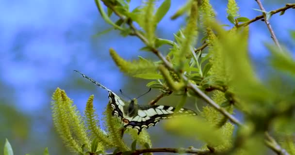 Papilio Machaon Butterfly Family Papilionidae Butterfly Wild Fps Close Footage — Vídeo de stock
