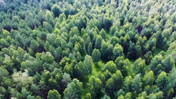 Політ Над Туманним Зеленим Хвойним Лісом Вид Повітря Зелений Сосновий — стокове відео