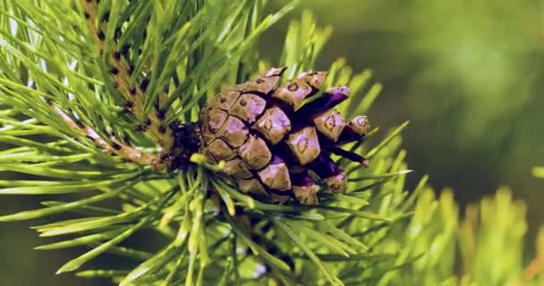 Close Green Pine Branch Brown Cone Forest Natural Forest Background — Stock Video