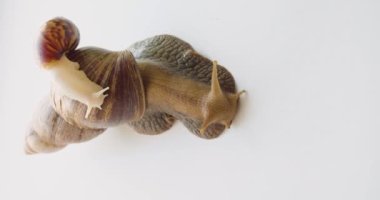 Lissachatina fulica - iki salyangoz - biri diğerinin kabuğuna biniyor. 4k görüntü.