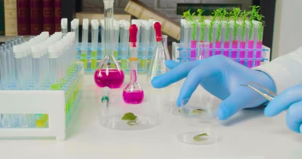 保護手袋を手にした研究者は 遺伝子組み換え植物の花弁を持つペトリ皿を保持しています 植物の遺伝的変異を化学物質の影響下で研究するという概念 4K映像 — ストック動画