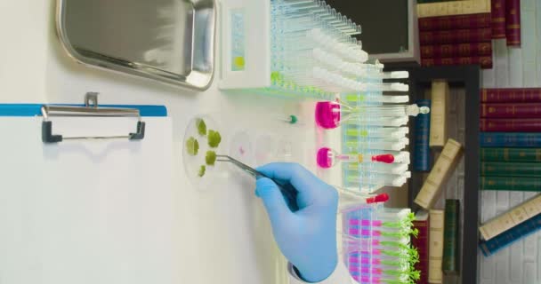 戴着防护手套的研究人员的手把花瓣放在培养皿中 化学物影响下植物基因突变的概念研究 垂直4K段 — 图库视频影像
